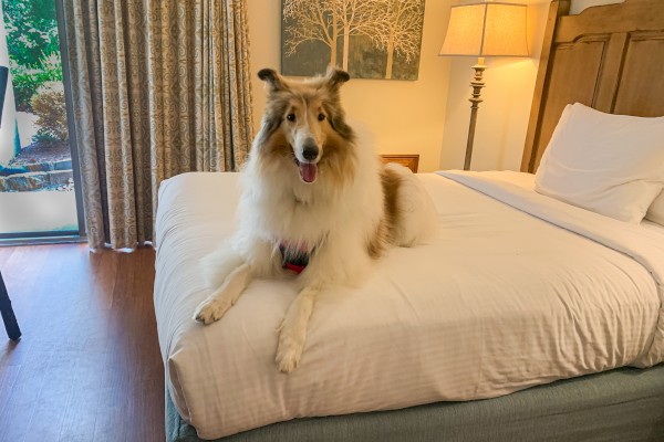 A dog is lying on a neatly made bed in a well-lit room with a lamp, artwork, and curtains in the background.