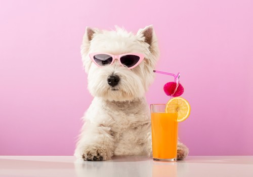 A dog wearing sunglasses sits behind a glass of orange juice with a lemon slice and cherry, against a pink background.