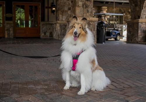 A fluffy dog with a pink harness sits on a brick pathway in front of a rustic building, with a golf cart in the background.